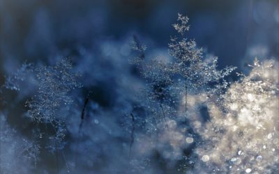 December 2018: Fear not: an Advent/Christmas devotional