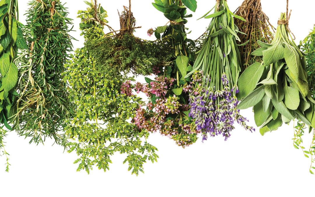 herbs hanging isolated on white. food ingredients