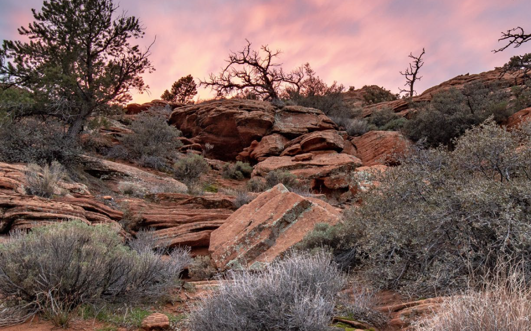 Into the wilderness for Lent