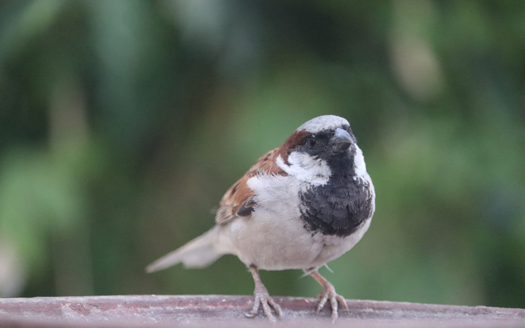 Sparrows and shepherds