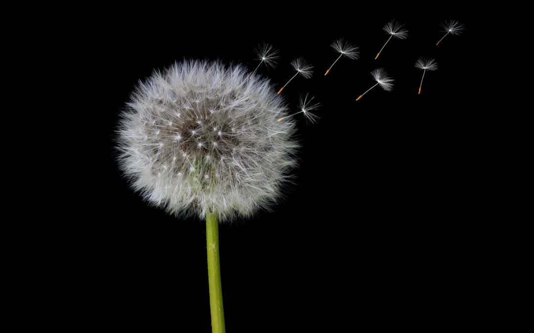 Dandelions