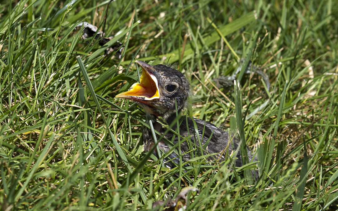 Baby,Bird,Separated,From,Its,Mother,And,Feeling,Lost,In