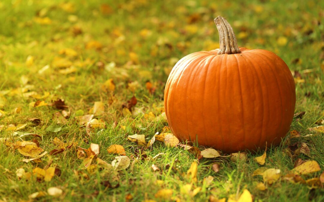 Autumn season.orange pumpkin on the grass in autumn leaves at sunset.Autumn mood.Autumn time