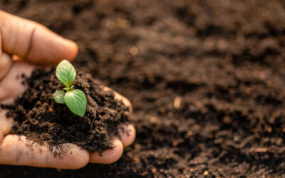 Grow in faith
