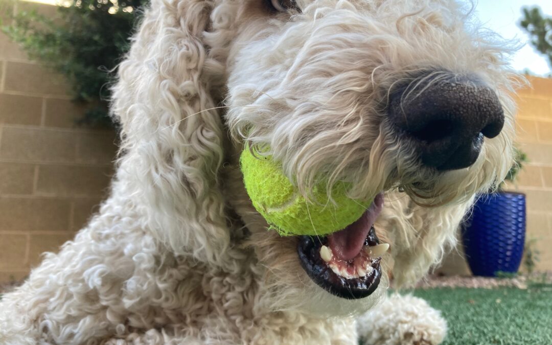 Dog days of summer