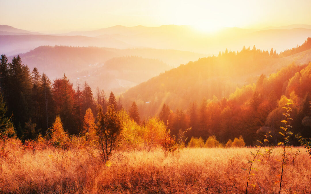birch forest in sunny afternoon while autumn season.